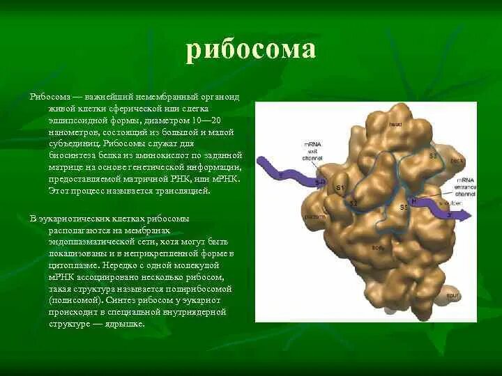 Рибосома процесс впр. Рибосома. Строение рибосомы. Строение рибосомы центры.