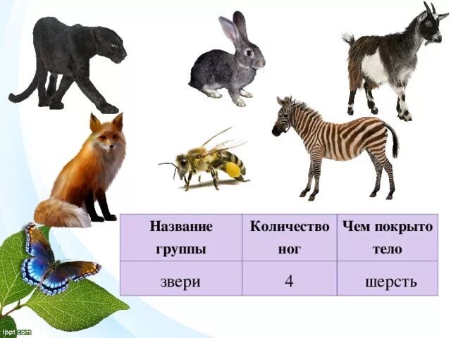 Группы животных существуют. Как называется группа животных тело которых покрыто шерстью. Назови группы животных. Каких категорий бывают животные. Какие бывают животные название количество ног.