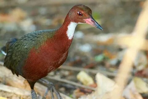 Flightless bird american mouth