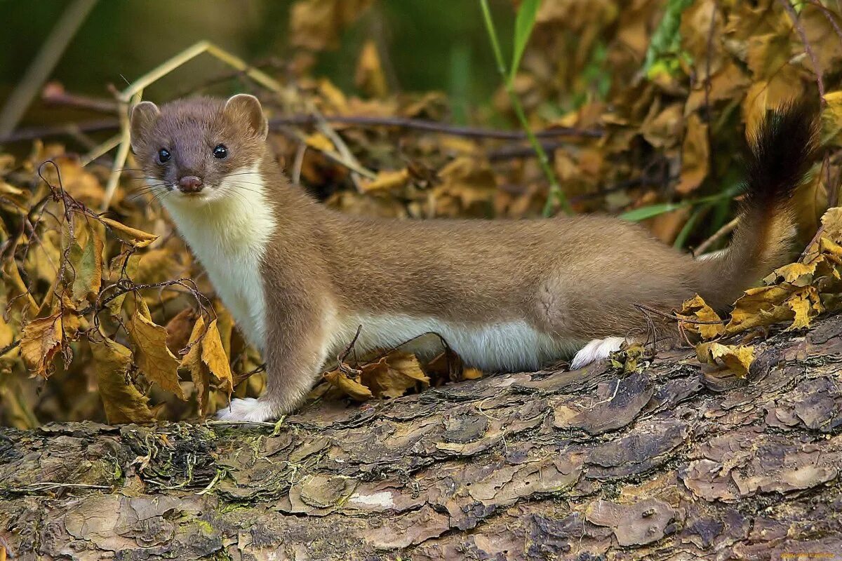 Соболь млекопитающее. Куница европейская. Куница лесная желтодушка. Соболь млекопитающее. Соболь млекопитающее.
