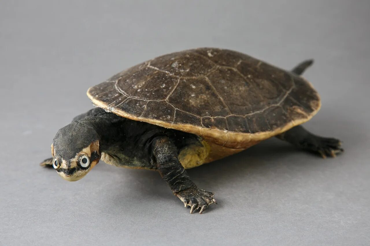 Черепаха зибенрока. Чучело черепахи для художественных школ. Чучело морской черепахи. Чучело черепахи. Юла лопатино черепаха чучело.