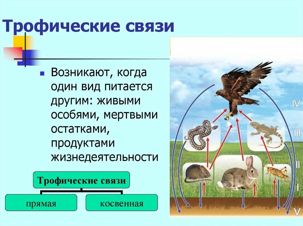 1 пищевые связи. Биология 7 класс трофические связи. Пищевые трофические связи это. Трофические связи это в биологии. Типы трофических связей.