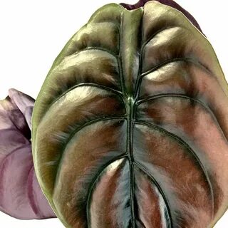Алоказия ред секрет