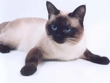 День сиамской кошки