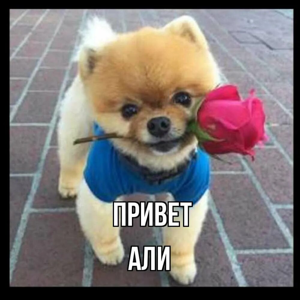 Проект тайна имени маргарита. Привет леночка. Приветик красотка. Всем привет прикол. Привет меня зовут счастье и я буду жить у тебя.