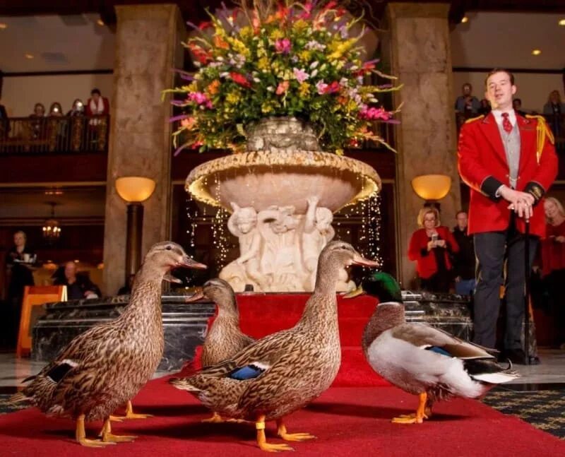 Ducks hotel. Ducks hotel. Утиный тренер. Сопроводитель уток профессия. Дрессировщик уток.