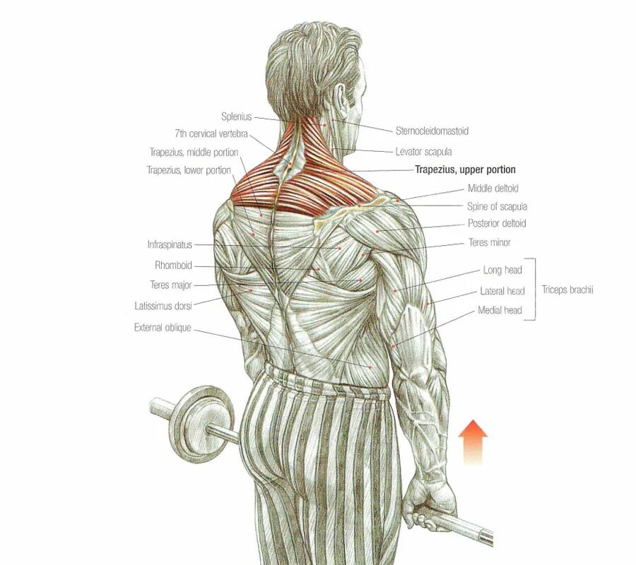 Сколько восстанавливаются плечи. Шраги (трапеции) со штангой стоя. Шраги группа мышц. Упражнение на трапециевидную мышцу со штангой. Шраги анатомия.