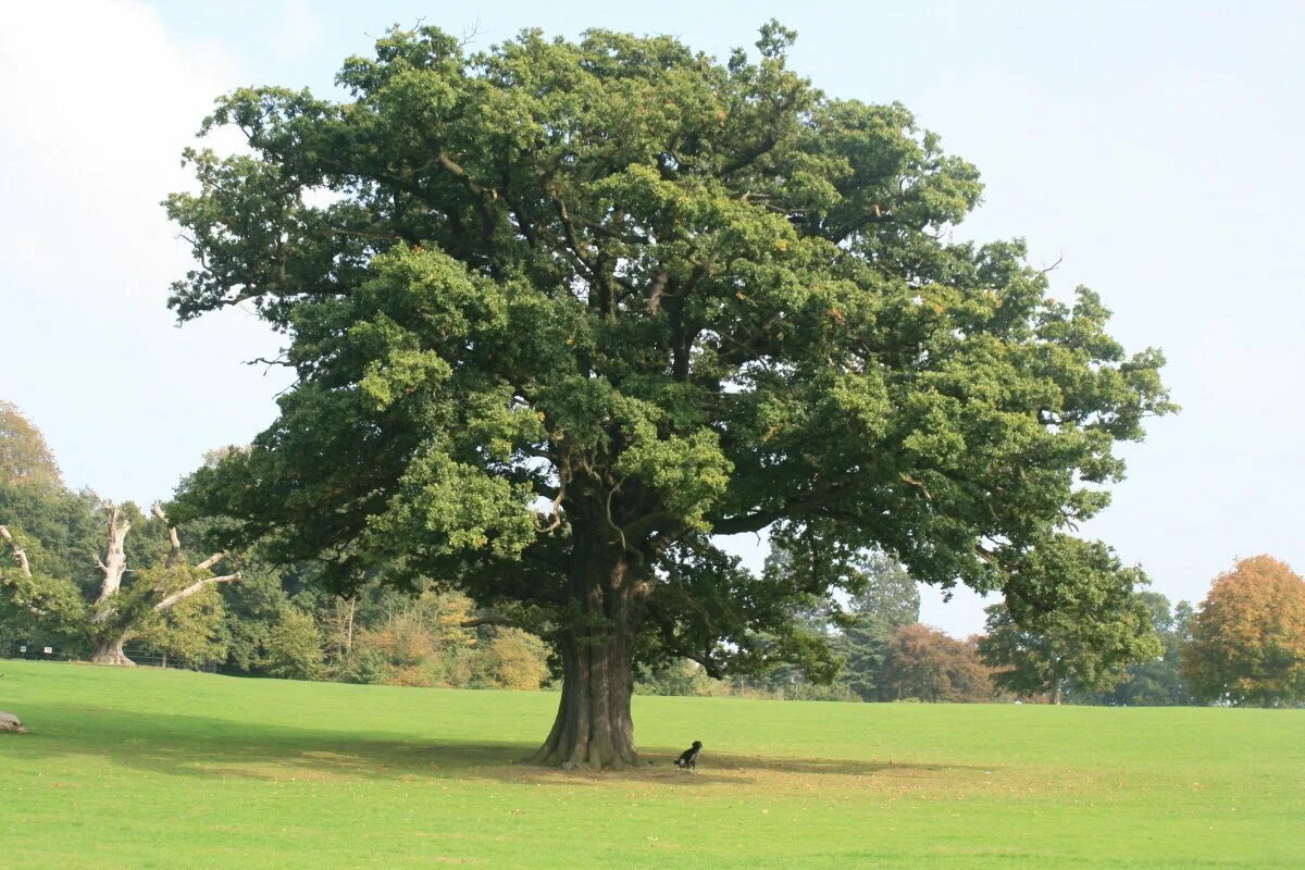 Жизнь дерева дуба. Дуб монгольский (Quercus mongolica). Дуб черешчатый Ириновка. Дуб черешчатый габитус. Дуб черешчатый (обыкновенный).