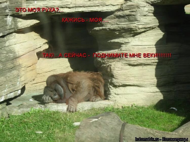 сегодня поднимать. сегодня поднимать. сегодня поднимать. церемония поднятия флага. подъем флага в школах россии.