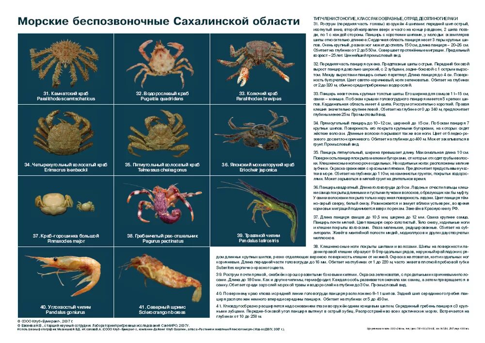 Список беспозвоночных животных. Беспозвоночные примеры. Беспозвоночные животные список. Беспозвоночные на суше. Беспозвоночные вопросы