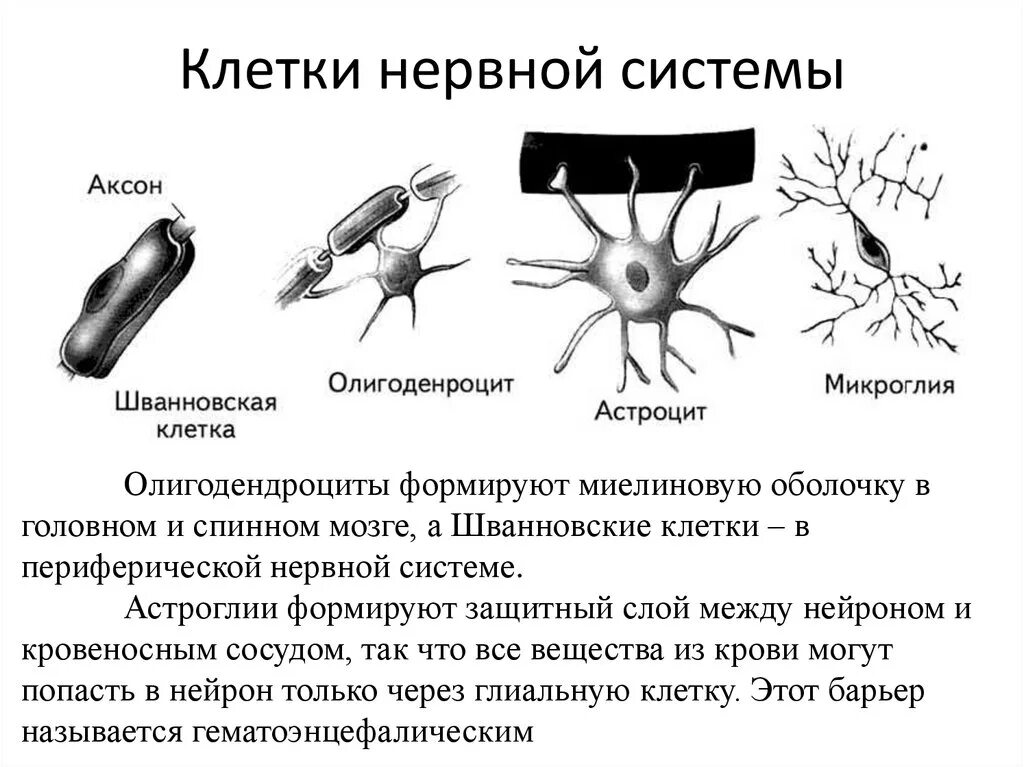 Вспомогательные нервные клетки. Структурные элементы нервной клетки. Нервная система основные клеточные элементы. Олигодендроциты и шванновские клетки. Клетки нервной системы нервы.