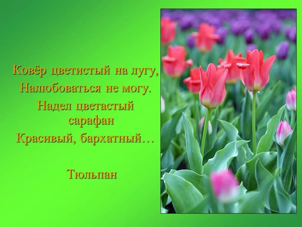 Стихи про тюльпаны и весну. Стихи про тюльпаны. Стихотворение про тюльпан для детей. Загадка про тюльпан. Загадка про тюльпан для детей.