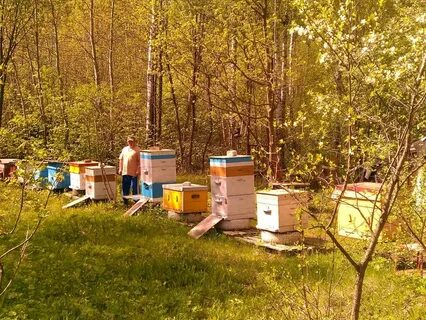 Пасека гатуповых