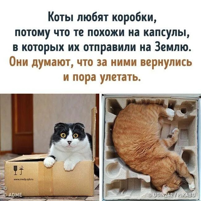 Коты любят коробки. Кошка в коробке. Почему котики любят коробочки. Почему кот в коробке. Почему нравится лежать