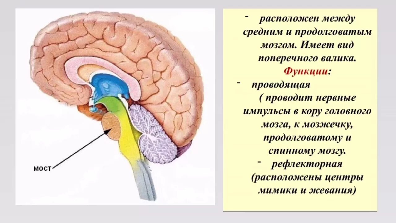 Головной мозг урок 8 класс. Структуры головного мозга биология 8 класс. Строение головного мозга 8 класс биология. Строение головного мозга биология 8. План строения головного мозга.