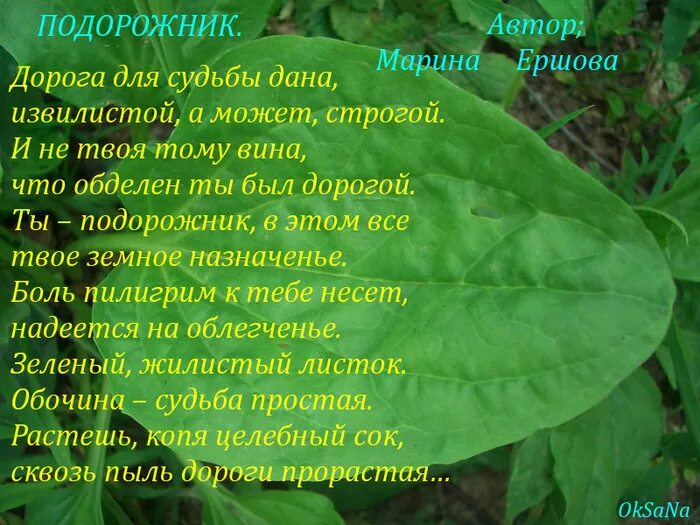 Текст про подорожник. Стих про подорожник. Стих про подорожник для детей. Подорожник для дошкольников. Рассказы для дошкольников о подорожнике.