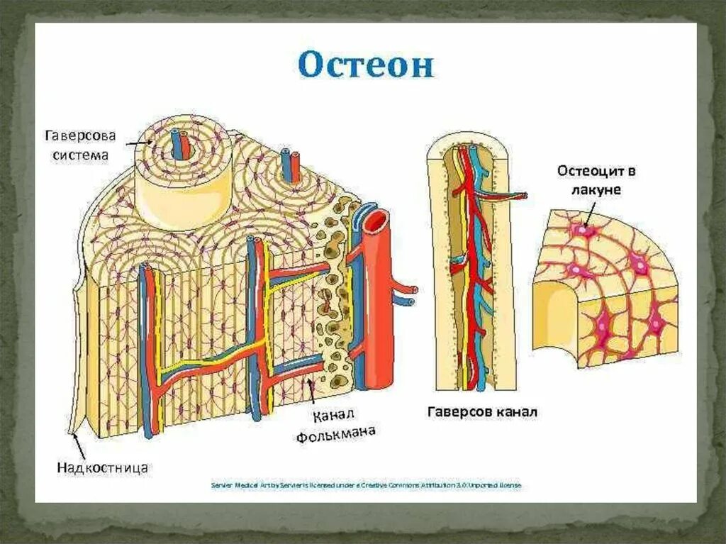 Строение остеона анатомия. Структурно-функциональная единица кости Остеон. Строение остеона костная ткань. Гаверсов канал остеона строение. Остеон ткань