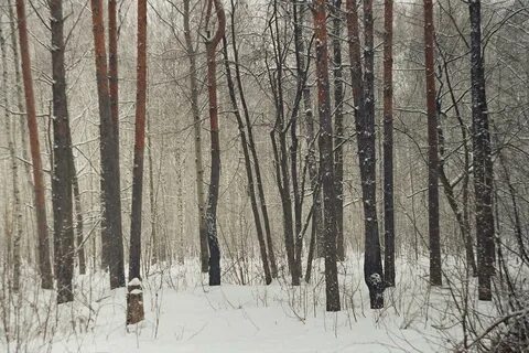 Пригородный лес тамбов