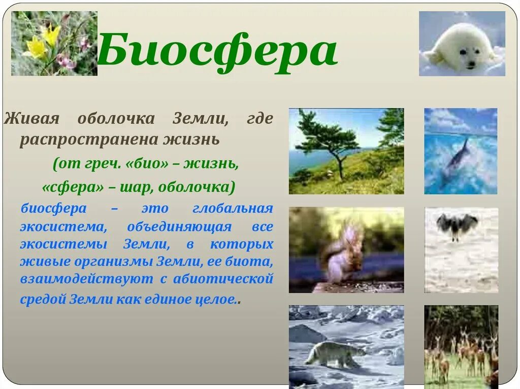 Что мы знаем о биосфере. Биосфера это живые организмы оболочка земли. Биосфера Живая оболочка земли 5 класс. Проект на тему Биосфера оболочка земли. Доклад Биосфера-Живая оболочка.