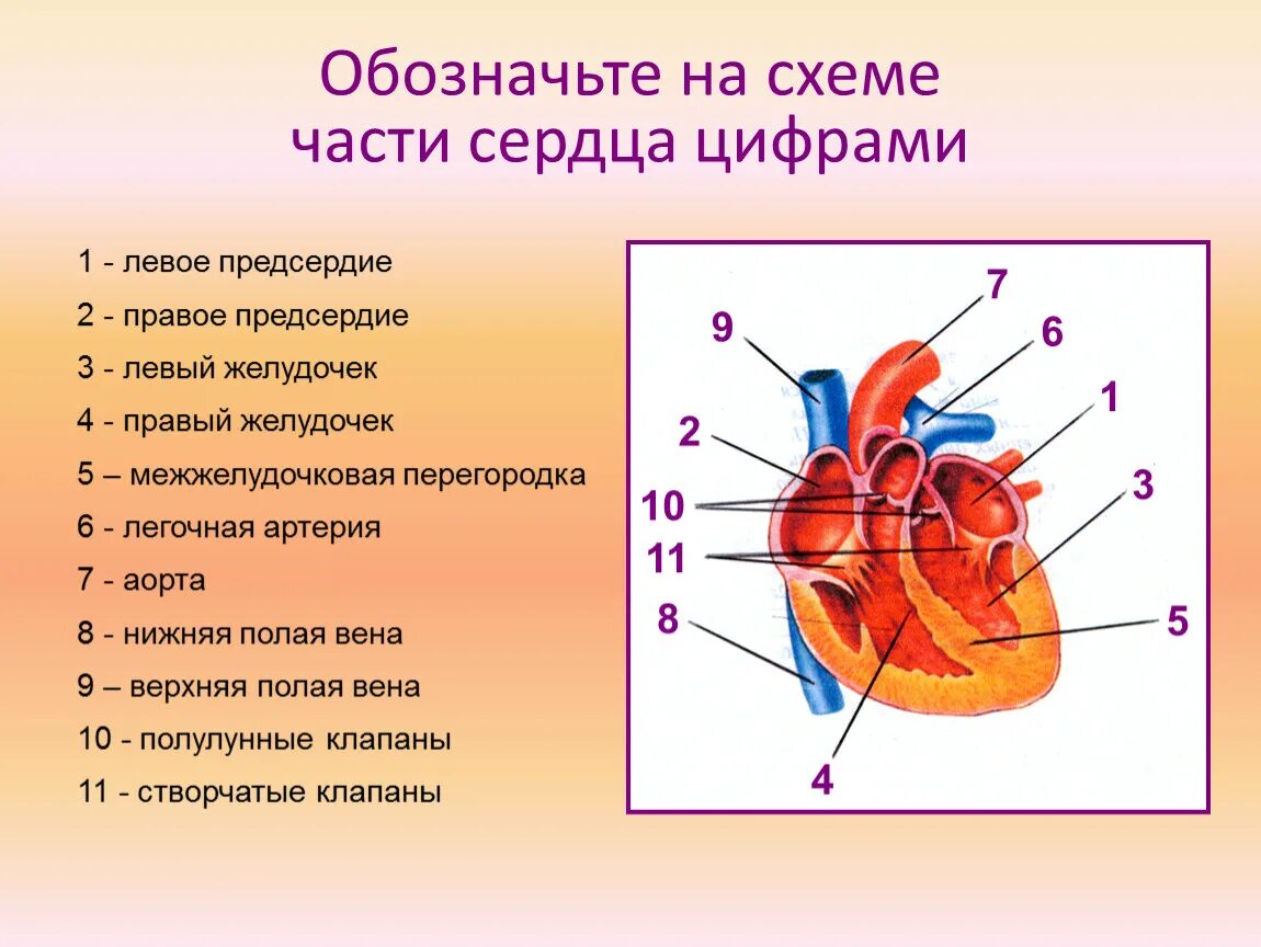 Чем отличается предсердие от желудочка. Схема сердца человека биология 8 класс. Схема структуры строения сердца. Строение сердца схема с подписями. Строение сердца 8 класс биология.