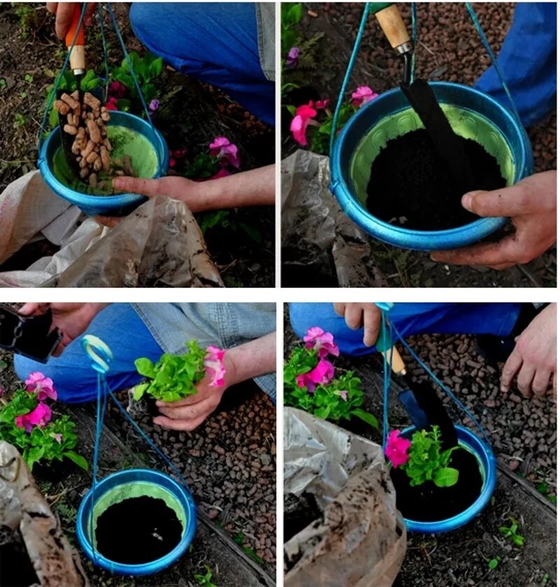 Сколько в кашпо сажать. Пересадка лобелии в кашпо. Сколько в кашпо сажать. Сколько в кашпо сажать. Сколько в кашпо сажать.