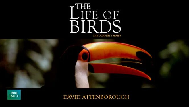 The bird of us. Bbc жизнь птиц. Дэвид Аттенборо о птицах. The Life of Birds 1998.