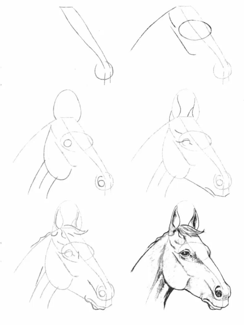 Лошадь рисунок карандашом. Уроки рисования лошади. Рисунок лошади карандашом для срисовки. Схема рисования лошади.