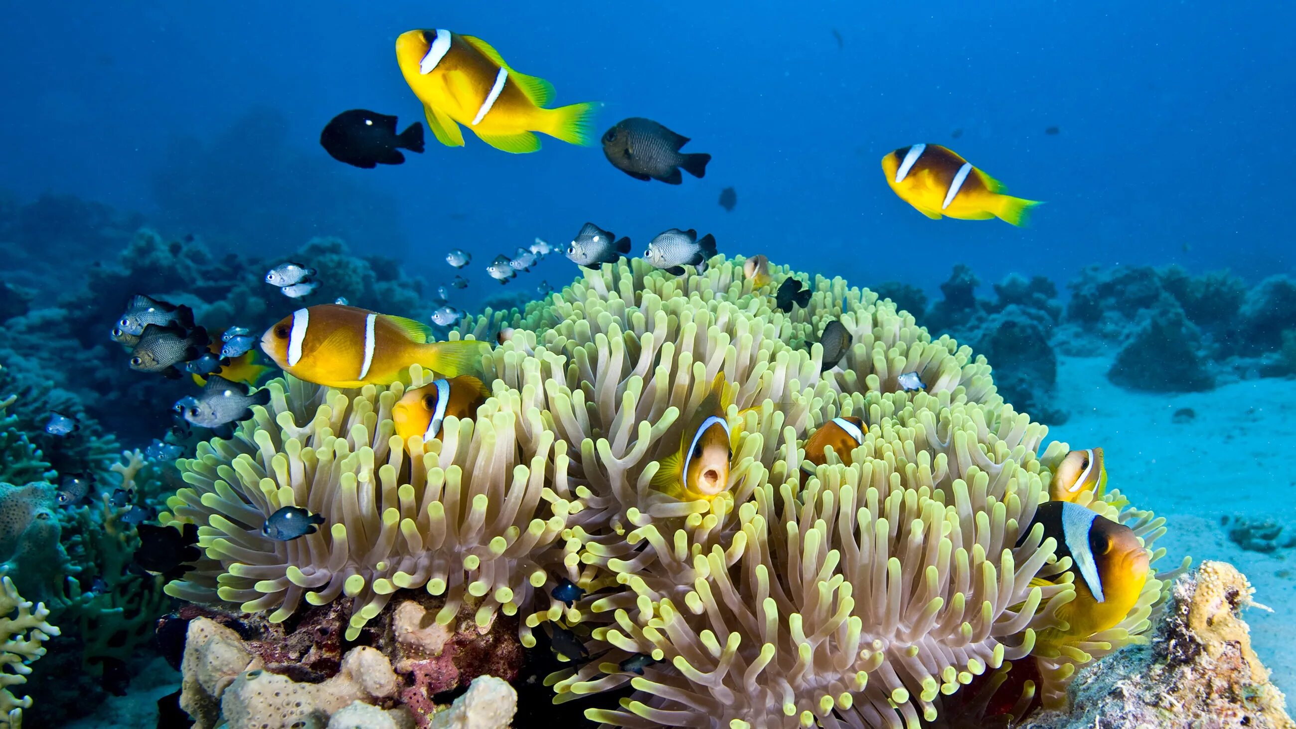 Great coral reef. Барьерный риф в Австралии. Коралловый риф в Австралии. Большой Барьерный риф национальный парк. Большой Барьерный риф подводный мир.