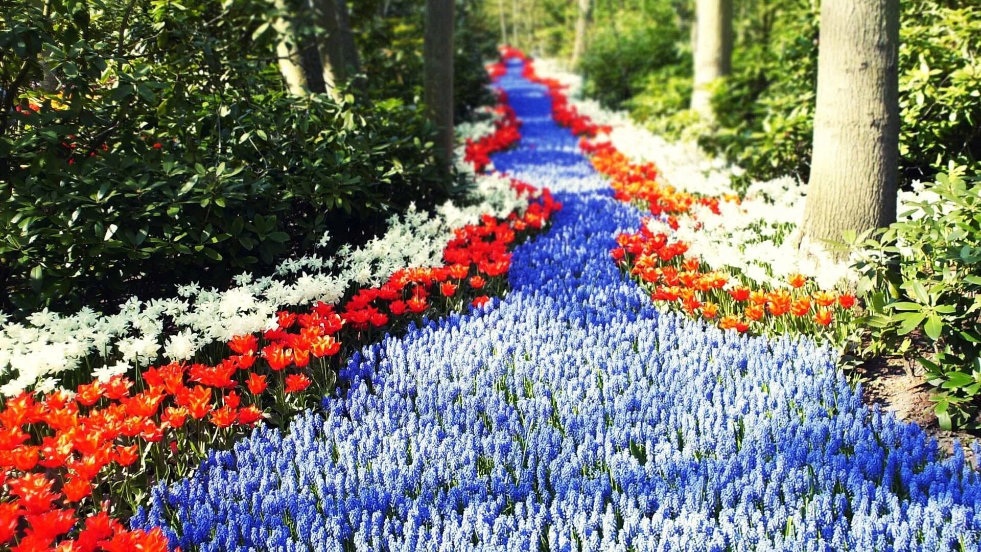 There are many flowers in the garden