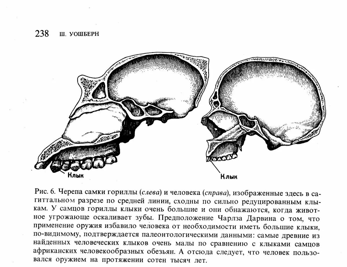 Преобладание мозгового черепа над лицевым. Череп человека отличается от черепа человекообразных обезьян. Строение черепа человека и человекообразной обезьяны. Строение черепа шимпанзе и человека. Череп строение черепа человекообразной обезьяны.