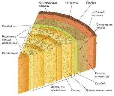 Внутреннее строение древесного