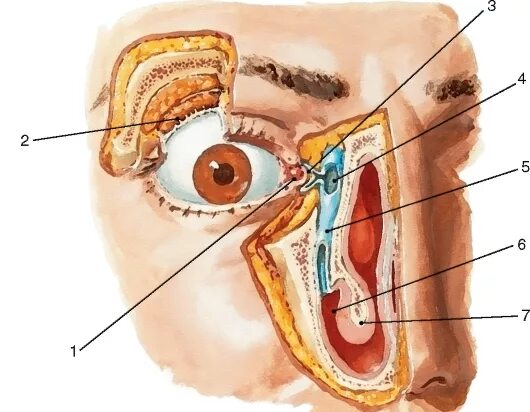 Глаз анатомия слезная железа. Слезная железа lacrimal Gland. Слезный канал анатомия.