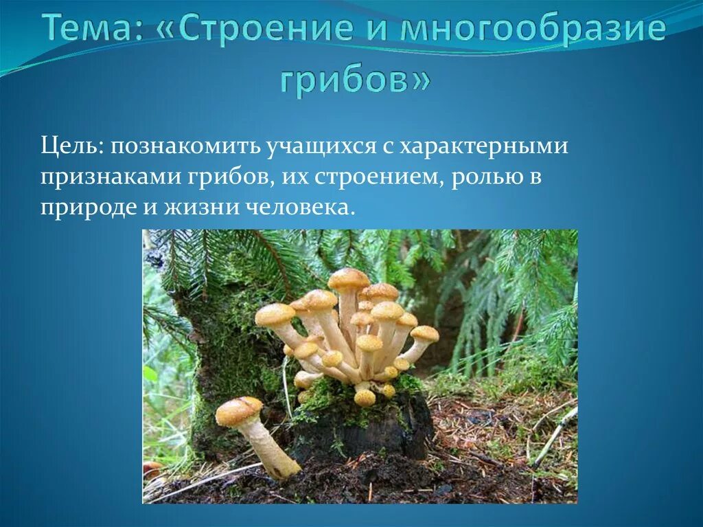 Строение и многообразие грибов. Многообразие грибов презентация. Разнообразие грибов в природе. Презентация на тему "разнообразие грибов".