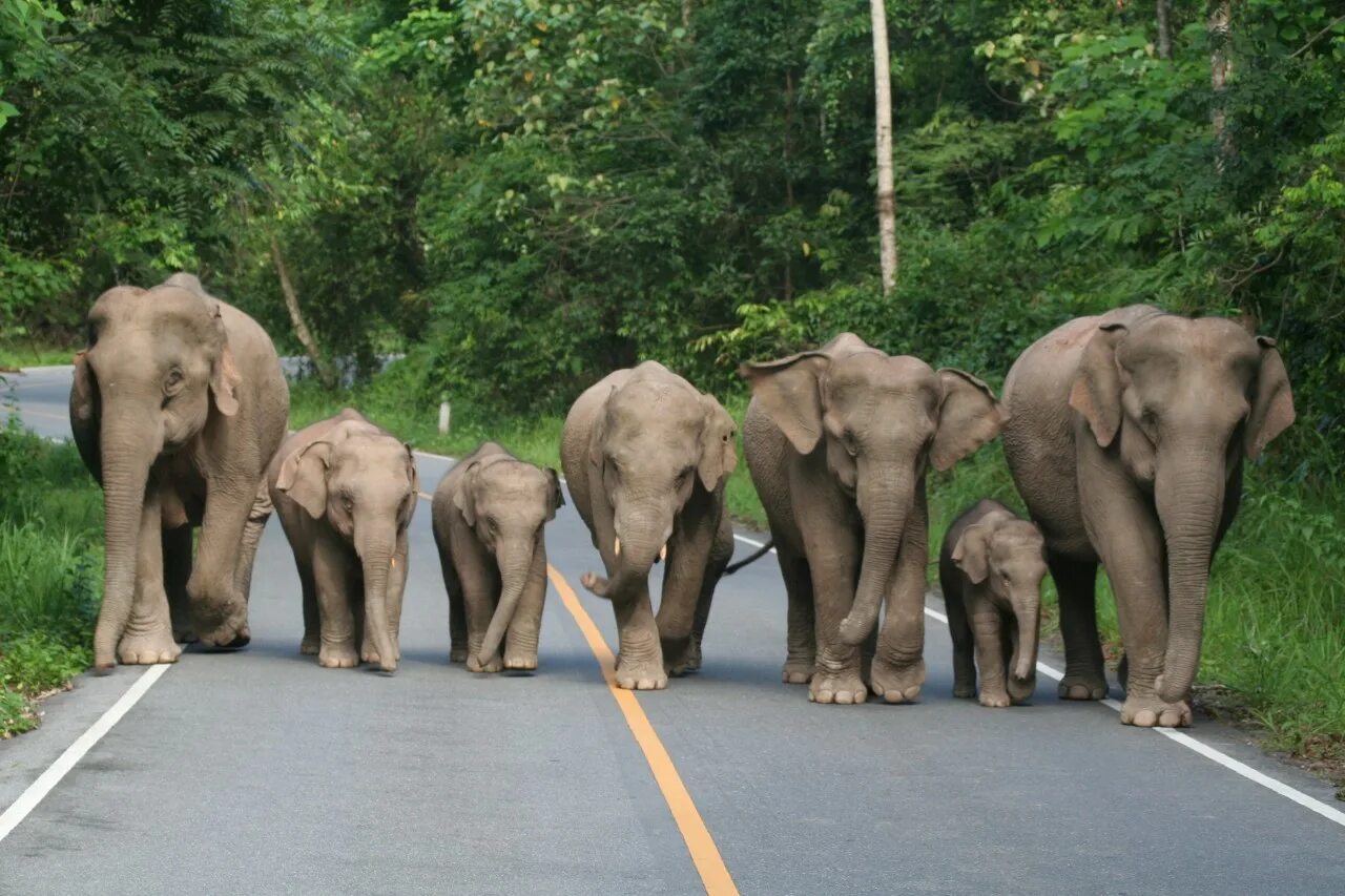 8 слоников. Слоник живой. Шри Ланка слоны. Слоны фото красивые. 8 Слонов.