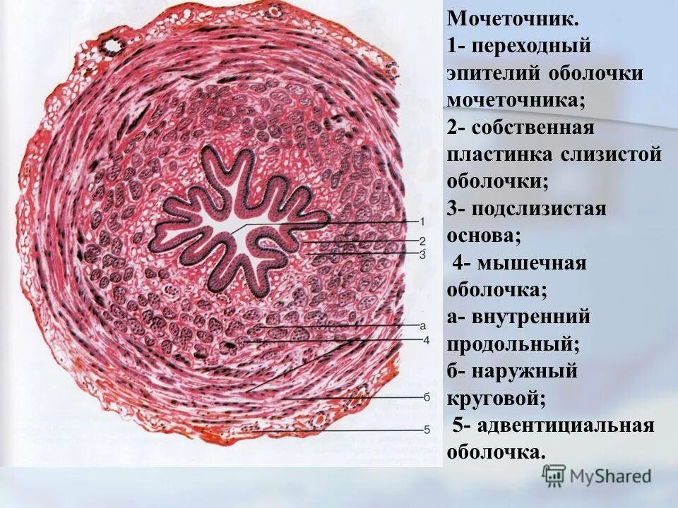 Слои мочеточника. Строение мочеточника гистология. Мочеточник гистологический препарат. Гистологическое строение мочеточника. Срез мочеточника гистология.