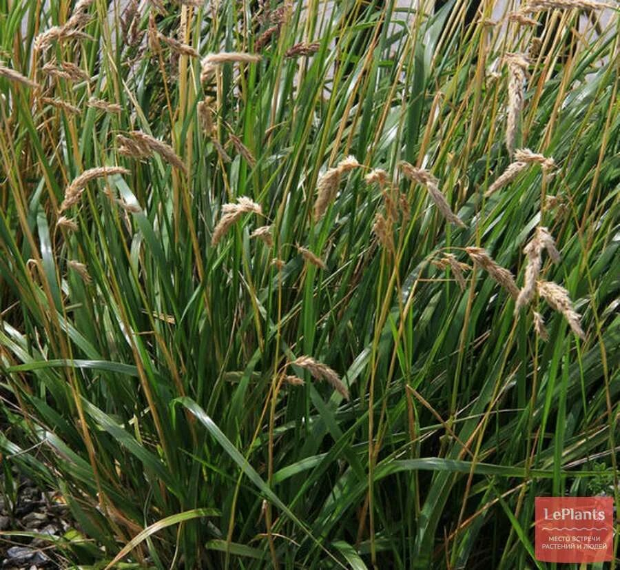 Зубровка душистая трава. Зубровка душистая (hierochloë odorata). Зубровка душистая трава. Зубровка душистая. Зубровка трава.