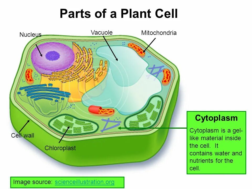 Cell contains. Cell parts. vacuoles. cytoplasm of plant cell. plant cell vacuole.