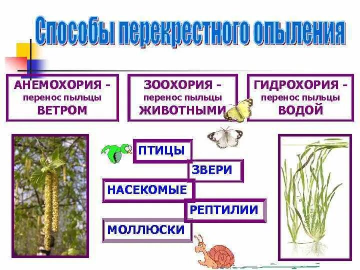 Распространение семян ветром и животными. Анемохория гидрохория зоохория. Распространение плодов анемохория. ЭНДОЗООХОРИЯ примеры растений. Анемохория у растений.