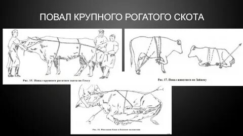 Статья крупного рогатого скота