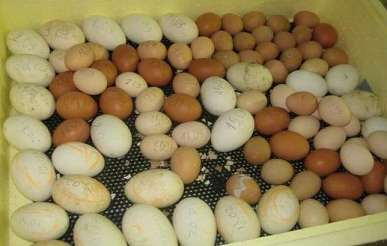 Сколько собирать яйца для инкубатора. Инкубатор для яиц. Закладка яиц в инкубатор. Куриные яйца в инкубаторе. Яйца в инкубаторе в два ряда.