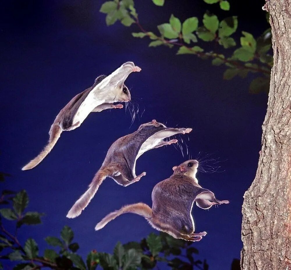 Группы летающих животных. Обыкновенная летяга (Pteromys volans). Южная белка летяга. Полетуха летяга летучая белка. Полет белки летяги.
