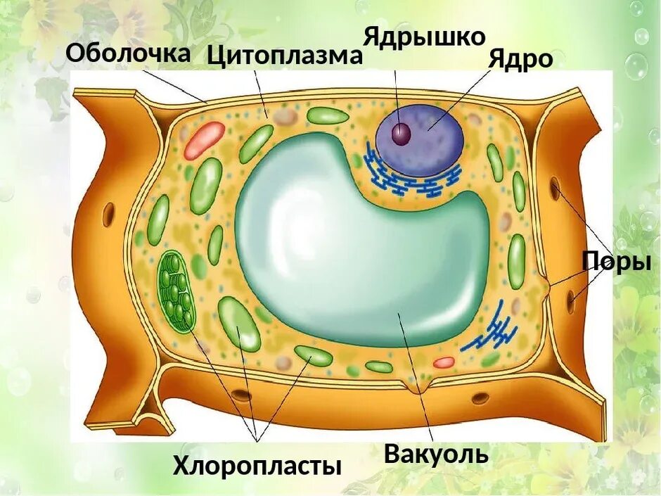 Вакуоль клетки 5 класс биология. Вакуоль растительной клетки рисунок. Строение клетки вакуоль. Клетка цитоплазма вакуоль. Растительная клетка рисунок схематично