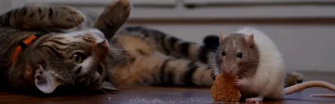 Мышь которая ела кошек