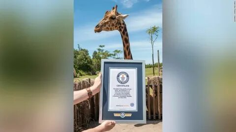 The tallest animal in the world