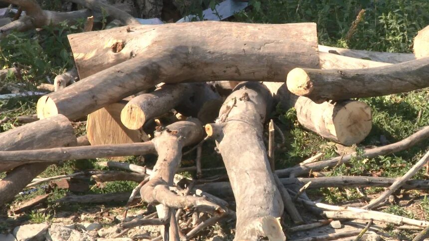 Пилим валежник. Сбор и заготовка валежника. Валежник. Валежник диаметр. Березовый валежник.