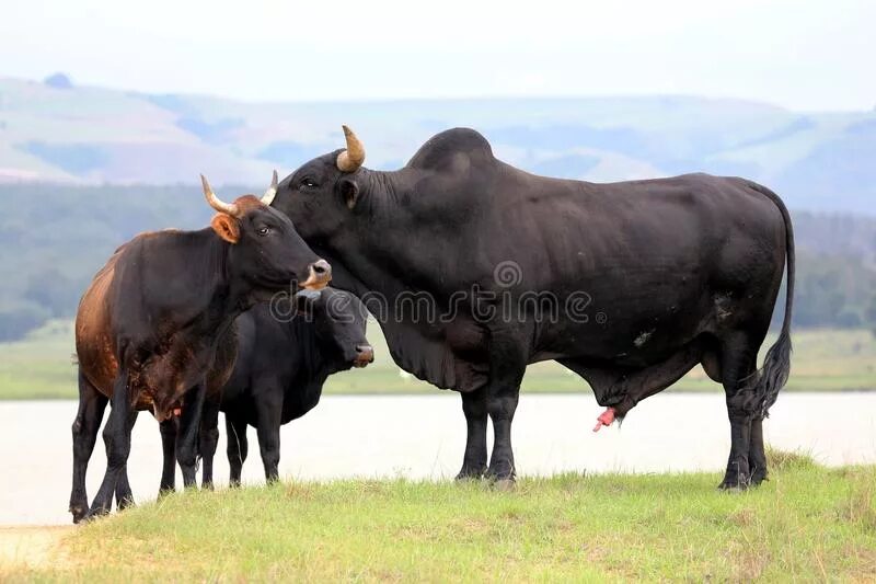 Брангус порода коров. Спаривание крупного рогатого скота. Галловейская порода коров купить.