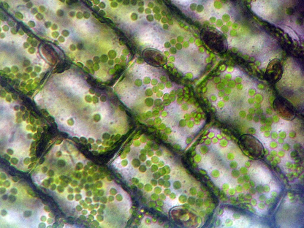 Хлоропласты в клетках листьев крупные. Клетки водоросли элодеи. Хромопласты элодеи. Клетки фотосинтезирующей ткани элодеи. Клетка водоросли Элодея хлоропласты.