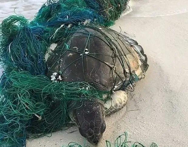 Спас черепаха. Спас черепаха. Спас черепаха. Черепаха старалась. Спас черепаха.
