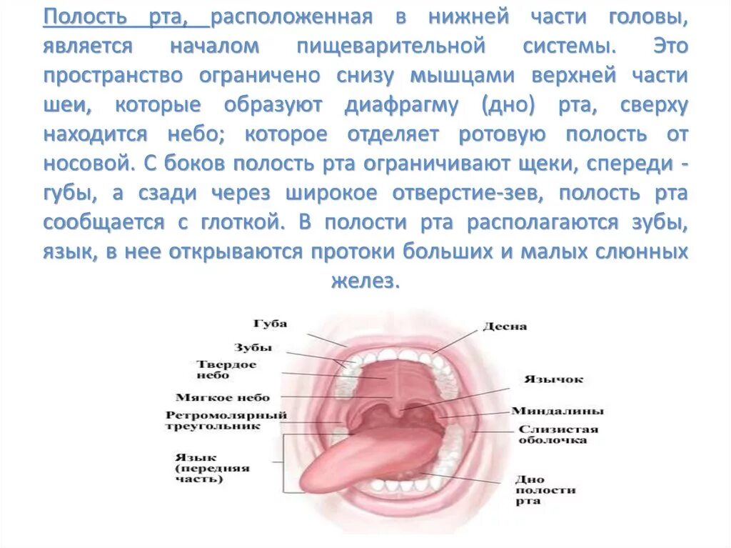 Полость рта статья. Слизистая оболочка дна полости рта. Раковая опухоль в ротовой полости. Опухоль слизистой ротовой полости.