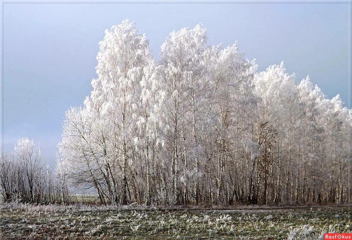 по деревьям серебристая перекинулась фата. гр белые березы. гр белые березы. береза повислая карельская. береза эстетика.
